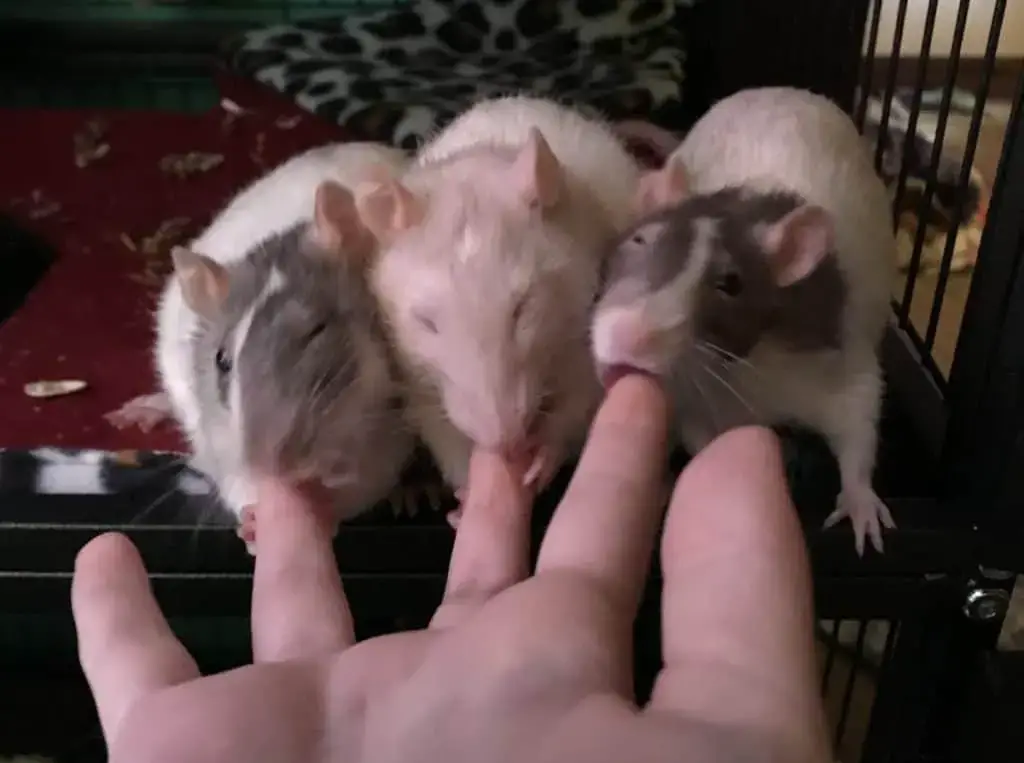 Are Rats Good Pets Everything You Need To Know Animal Knowhow